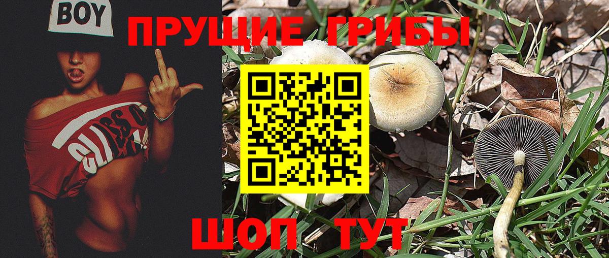 Псилоцибиновые грибы мицелий Киселёвск